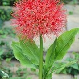 SVG Football Lily flower bulbs for Your Garden | multicolor Football Lily Flowering Plants Bulbs | all season Flowering bulb for Planters pack of 2 bulbs-image-24