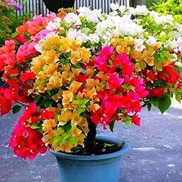 Charming Gronhus Live Multi-Grafted Bougainvillea Live Plant | Vibrant Summer Paper Flower Sapling for Home Garden & Balcony | Colourful Outdoor Blooming Plant |-image-35