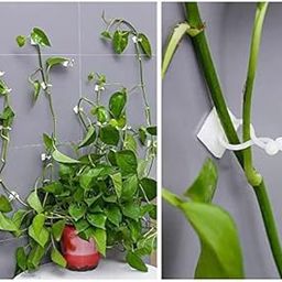 Eagle Enterprise (Pack OF100) 30pcs Invisible Wall Vines Fixing Clips Plant Climbing Holder Fixer Self-Adhesive Fixture Wall Sticky Hook Plant Support Binding Clip Vines Holder-image-88