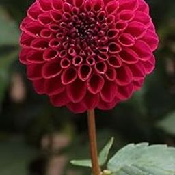 Radha Krishna Agriculture® Dahlia imported pompom For home & Gardening Pack Of 3 bulbs (MAGENTA)-image-57