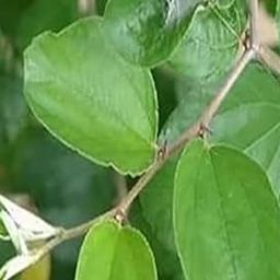 DADFirm Ber Leaves Green, Natural Plum Leaf - 150 pieces-image-90