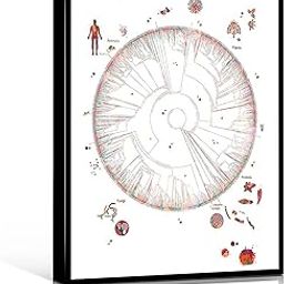 Medical Home Decor medical math poster Phylogenetic tree of Life Watercolor Print Circular phylogenetic dendrogram Poster Biology Art Print 8''x12''inch wood Framed Modern Canvas Wall Art-image-13