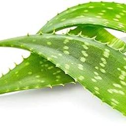 Fresh Aloe Vera, 1 Pc-image-33