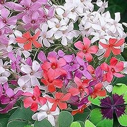 Plantogallery Oxalis Multicolor Bulbs - Pack Of 2 Bulbs-image-18