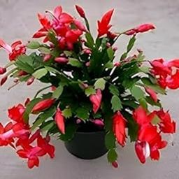 Christmas Cactus Red Zygocactus, Crab Cactus Live Plant Live Plant with 4" Plastic Pot || For outdoor plant-30