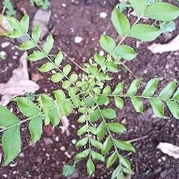 Koenigii/Curry Leaf/Kadi Patta Live Plant (Curry patta plant)-picture-15