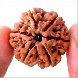 BRIJ HAAT Certified rudraksha Bead with lab Tested Certificate (6 mukhi)-11
