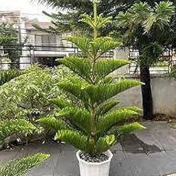 FasanGreen Succulent Christmas Tree Plant for Indoor & Outdoor with Grow Bag (Multicolor, 150mm) (GN 415)-image-77