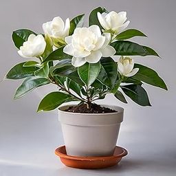 All Seasons Gardenia/Gandharaj Live Plant - Fragrant Blooms Choice for gardens and indoor spaces (With 3 Inch Black Plastic Pot) (Pack Of 1) (Live Flower Plant)-image-16