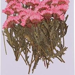 UJEAVETTE 50 Pieces Pressed Flowers Chrysanthemums Real Flowers with Stems Dried Flowers-image-72