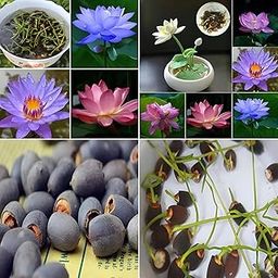 Lotus Seeds for Indoor Water Bowls – Hybrid Dwarf Rainbow Kamal Gatta Beej, Organic Mix Colour Flowers, Japanese Style, Home Garden (30 + Seeds)-image-72