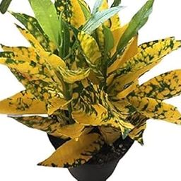 CosaCentrum Croton lemon Air Purifier Natural Live Plant With Pot-image-49