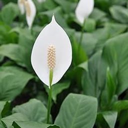 Original Live Peace Lily or Spathiphyllum Plant Air purifier Good luck plant (Pack of 1 Without Pot)-image-100
