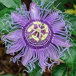 Creative Farmer Passion Flower (Passiflora Incarnata) Krishna Kamal For Backyard Live Plant (Healthy Live Plant)-image-17
