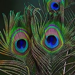 Uphaar Natural Peacock Feather 24 Inch | Mor Pankh | Real Peacock | Feather Tails for Home Decor Full Length | Good Luck Art and Craft & Worship | Pack of 10-image-54