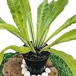 The Four Seasons Asplenium Nidus | Birds Nest Fern | Natural Live Plant in Pot-image-3
