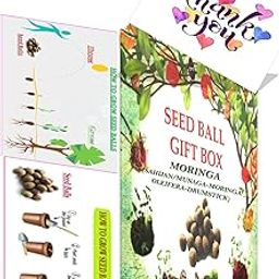 Easy Grow Seedballs-Growable Seed Balls Of Moringa(Sahijan/Munaga-Moringa Oleifera-Drumstick)(1 Gift Box Pack Of 10 Seed Balls) With Red And Green Amaranthus Seeds-image-9