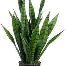 Charming Gronhus Live Snake Plant Indoor (Tall Sansevieria plant variety for more Air Purification and Oxygen) (pack of 1 healthy plant)-image-31