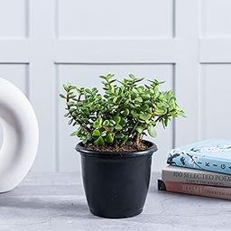 Nurturing Green® Good Luck Live Indoor Jade Plant In Black Plastic Pot For Home (size: small) | Indoor Plants for Living Room| Live Plants With Pots | Lucky Plants For Home Indoor-image-46
