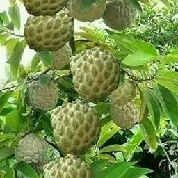 Grafted Custard Apple Super Green Thai Sugar Apple Sitafal Ata Fruit Live Plants Tree (1-1.5 Ft Size)-image-65