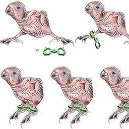Baby Bird Leg Corrector - Splay Leg Treatment for Baby Birds Love Birds Cocktail Conure. (3)-image-98