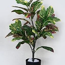 Blooming Floret Artificial Garden Croton Plant for Home Decor/Office Decor/Gifting | 73.6 cm Tall Ornamental Plant | Big Plant Having 43 Leaves with Basic Black Pot | Natural Looking Indoor Plant-image-33