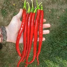 Hybridi Chili Pepper Superhot Chilli Pepper, From Hybrid Bird Seed | Seeds Tested And Packed For Terrace and Home Gardening (Chilli) (200 Per Packet)-image-3