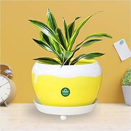 TrustBasket Table Top Planter Bowl with Saucer - Yellow | Flower Planter for Home, Office, Living Room, Balcony, Garden Decoration, Best for Indoor Plantation-image-8