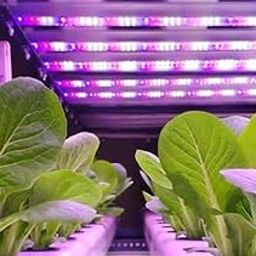 WE Hydroponics Multi Spectrum Grow Light - Set of 2, 4ft Each, Dual Spectrum, Red-Blue Spectrum(Aluminium;Tempered Glass)-6