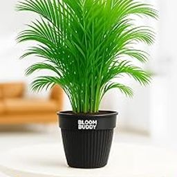 BloomBuddy Areca Palm Live Indoor Plant in Black Plastic Pot | Natural Air Purifier for Home & Office | Stress Relief, Humidity Control, Low Maintenance Decorative Plant-image-62