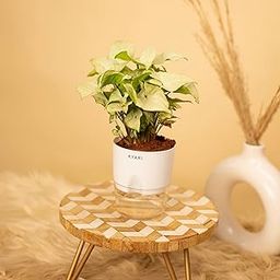 KYARI Syngonium Pixie White Indoor Plants for Living Room | Live Plants | Plants with White Pot for Home | Air purifier plants | Plants for Home Decor-image-87