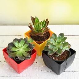 Mphmi Seedless Plant Low Maintenance Plants Top 3 succulent plants Pack, Crassula Campfire Echeveria Black Prince,Aeonium decorum-image-53