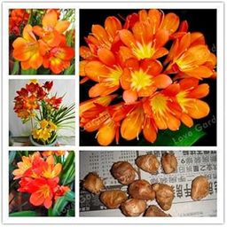 Radha Krishna Agriculture-Freesia Double Hybrid Rare Variety Flower Bulbs for All Season (1 Orange Flower Bulbs)-image-36