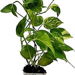 Gravendo Money Plant for Home Decor with Pot | Live Money Plant | Indoor Air Purifier | Easy to Grow Houseplant-image-57