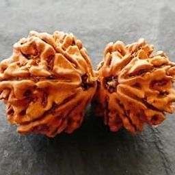FOREVER Gems Asli Gauri Shankar Rudraksha Original Certified Nepali 9 Mukhi Gaurishankar Rudraksh Blessed Bead गौरी शंकर रुद्राक्ष Shiv Parvati Ruthratcham for Astrology Purpose-16