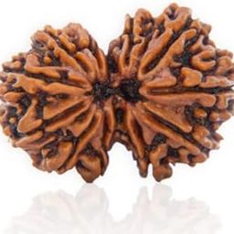 NEXG Traditional Gauri Shankar Rudraksha Original Certified Gori Shankar Rudraksha with Silver Capping Shiv Parvati Rudraksha Nepali Bead Gowrishankar Rudraksa for Astrology गौरी शंकर रुद्राक्ष-picture-20