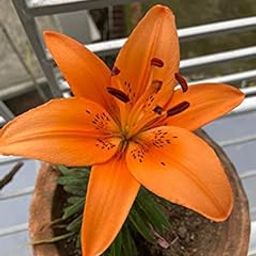 Radha Krishna Agriculture™ Asiatic lily Mix Color Flower Bulbs for Home & Kitchen Gardening (Pack Of 10)-image-69