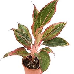 Zomoloco_Aglaonema Plant-Aglaonema Siam Aurora -01-picture-27