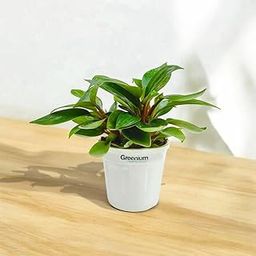 Greenium Philodendron Red – Exotic Indoor Plant with Vibrant Red Stems | Live Houseplant in 4-Inch Pot for Stylish Home & Office Decor-image-24