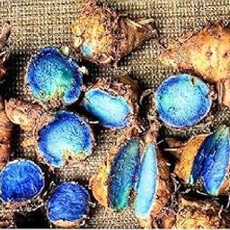 Original Rare Kali Haldi, Black Turmeric Sprouted Seeds for Plantation (pack of 20 bulbs or seeds)-40
