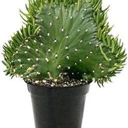 Seedless Plant Plants Cactus Opuntia Subulata Cristata Plant - Bunny Ear Cactus-image-12