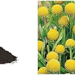 Kraft Seeds by 10CLUB Vermicompost-1kg&Flower Seeds : Craspedia Globosa Drumstick Seeds-image-14