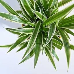 Live Spider Plant For Indoor Or For Decorating Home with out pot-image-63