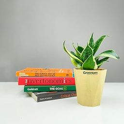 Greenium Sansevieria Golden Snake Plant, 4-6 inch Height, Indoor Air Purifying Plant with Decorative Pot (BE-HX)-image-94