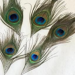 Designer Bandhu Real Mor Pankh 5 Pcs Peacock Feather 5 Pcs Natural Mor Peacock Pankh Feather Eyes Set of 5 for Art and Craft Pujan Feng Shui Good Luck Peacock Feather Decor Original (Set of 5, Small)-13