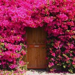Hybrid Variety Live Dwarf Bougainvillea Flower Fast Growing Variety Plant Suitable for Container Gardening-image-21