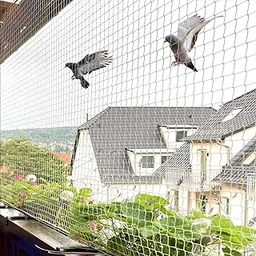 PulGos UV Resistant Bird Protection net (10x6 ft)/ Transparent Mesh for Birds/Durable Material Pigeon net for Balcony/Effective Birds Deterrent/Anti-Bird Netting/Nylon Bird Control Net-7