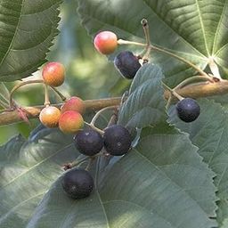 Greenursery Phalsa Falsa Berry (All seasons Thai Phalsa Plant) Fruit Live Plant (1.5-2 Feet Height) (1)-image-25
