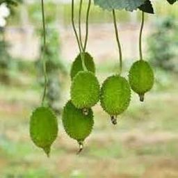 ATIRDA Spiny Gourd/Teasel Gourd (Kakoda) Kankoda Vegetable Seeds | Live Home Gardening vegetable seeds (Pack of 25 Seed)-image-58