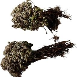 Dried Rose of Jericho Plant, Natural Resurrection Flower, Laxman Booti - Sanjeevani Booti - Pitta Kalu - Selaginella Bryopteris - Mrit-Sanjeevani ( Set of 2)-image-38
